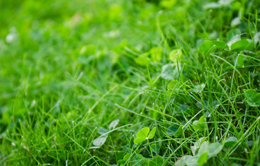 Close-up beautiful lawn green grass at sunset background.