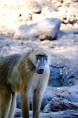 Baboon in Mana Pools National Park, Zimbabwe