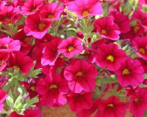 flowers in the garden