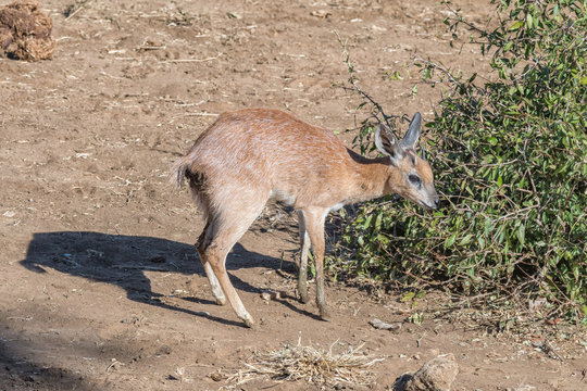 Sharpes grysbok browsing on leaves