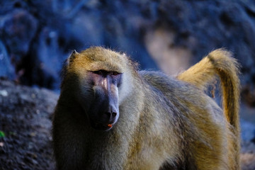 Baboon in Mana Pools National Park, Zimbabwe