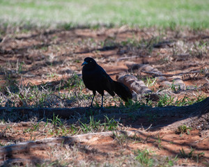 Common Grackle