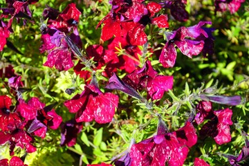 flowers in the garden