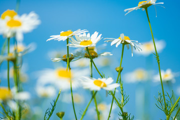 Fototapeta na wymiar meadow daisies against the blue sky