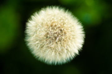 white fluffy dandelion flower on blurred green background, close-up   