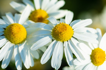 meadow chamomile on a sunny day close-up