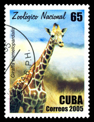 Postage stamp. Giraffe.