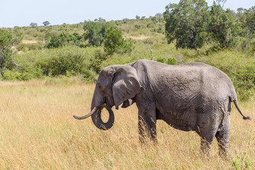 Fototapeta premium African Elephant eating grass on the savannah in Africa