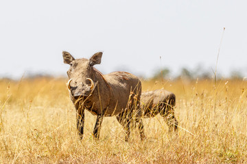 Fototapeta premium Warthog with big tusk in the high grass on the savannah