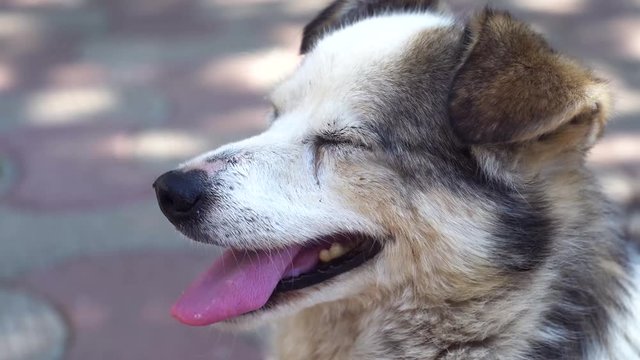 The old dog was exhausted in the heat, sticking his tongue out