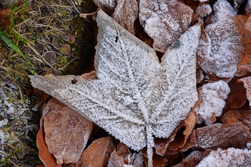 frost on dried maple leaves 