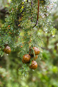 Cypress cone hanging on a branch with raindrops