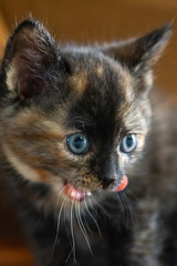 Little cute brown kitten with blue eyes licks closeup.