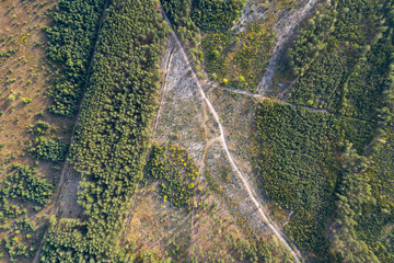 road through the forest, top view
