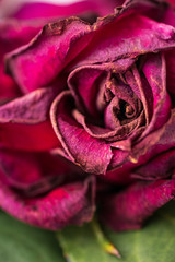 Red withering old dry rose bud close-up.