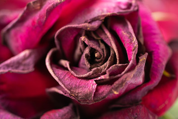 Red withering old dry rose bud close-up.