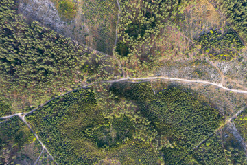 road through the forest, top view
