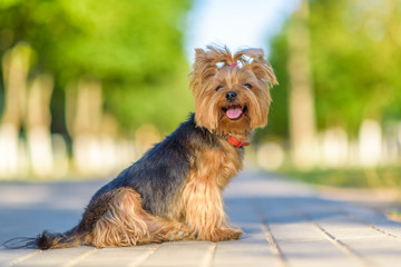 Close-up portrait of Yorkshire Terrier on a city street.