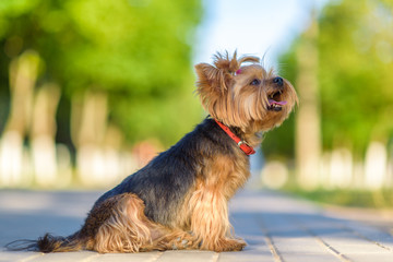 Close-up portrait of Yorkshire Terrier on a city street.