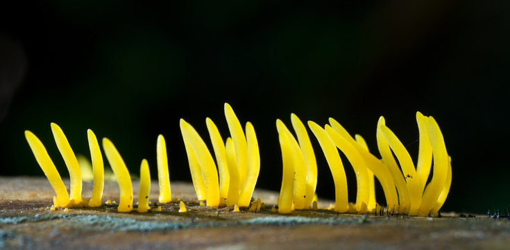 Jelly fungus (Calocera cornea) growing on old wooden table..