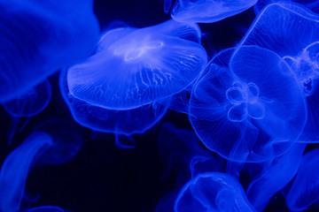 Blue Glowing Jellyfish 02