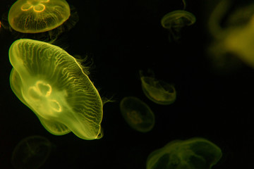 Yellow Glowing Jellyfish 01