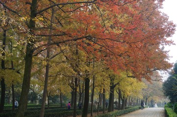 autumn in Ming Xiaoling mausoleum