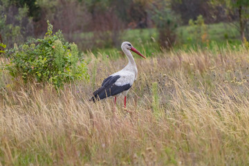 A stork bird walks across the field in search of food.