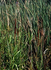 Fototapeta premium es ist nur Schilf...