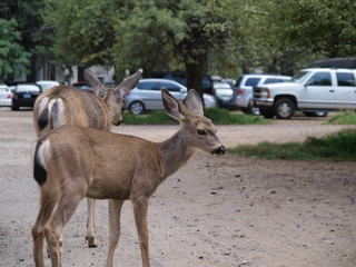 A pair of deer in car park in Yosemite