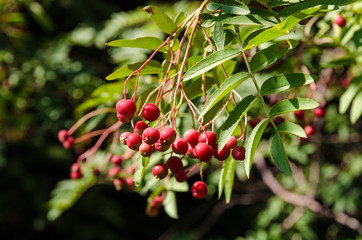 Red rowan berries hang on a branch among green foliage