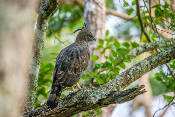 Crested Serpent Eagle