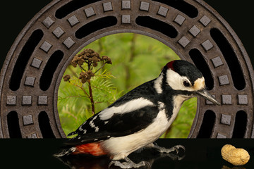 Buntspecht sucht die Nahrung. Hintergrund Nr. 7