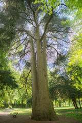 Alberi