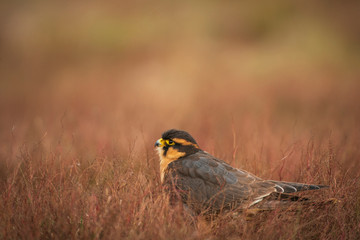 Aplomada falcon, Falco femoralis