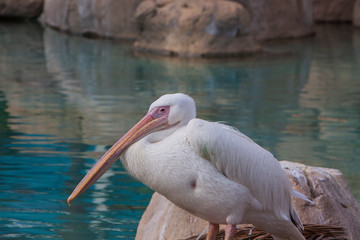 pelican in water