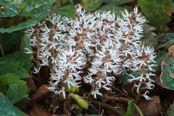Allegheny spurge (Pachysandra procumbens) blossoms. The dark green leaves are holdovers from the...