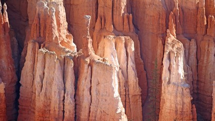 texture of bark of an old tree