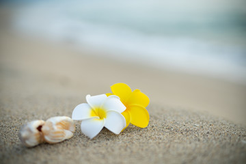 Fototapeta na wymiar 砂浜とプルメリアの花
