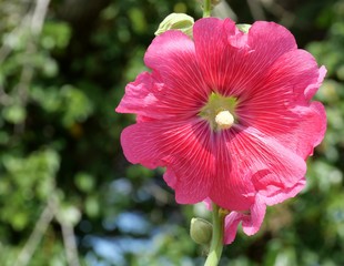 Hibiskusblüte Close-up in Pink © megakunstfoto