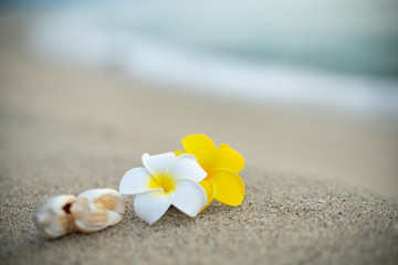 砂浜とプルメリアの花