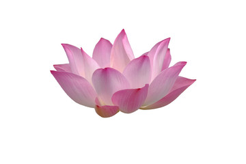 Lotus on the white background for create new picture.