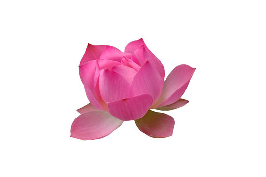 Lotus on the white background for create new picture.