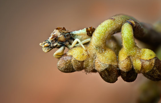 Ambush bug (Hemiptera: Phymatidae) waiting for prey on flower buds of witchhazel (Hamamelis sp.) in autumn. Cryptic coloration enables it to conceal itself from prey and other predators. 