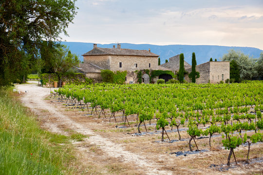 French Vineyard In Provence Countryside