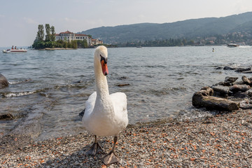 Superb white swan comes out of the water of Lake Maggiore with Isola Bella in the background, Stresa, Italy