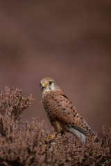 Common kestrel ; female; Falco tinnunculus