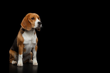 Purebred Beagle Dog Sitting and Looking at side Isolated on Black Background, profile view