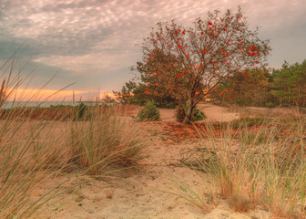 Samotny jarząb pospolity na piaszczystym wybrzeżu.  