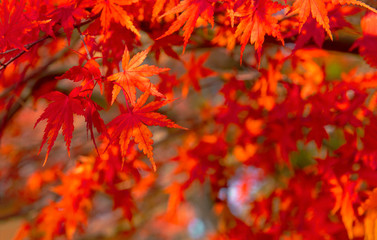 Naklejka na ściany i meble Autumn Colors in Tokyo, Japan, Beautiful autumn maple leaves in sunlight. Autumn forest natural landscape.